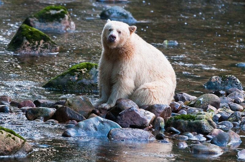 white bear in river