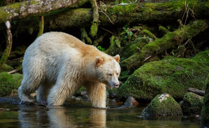White Bear in Stream