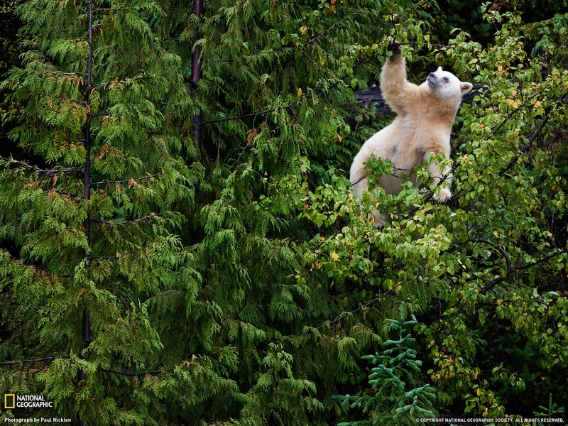 White Bear in Tree — Green, Natural, Photograph, Forest