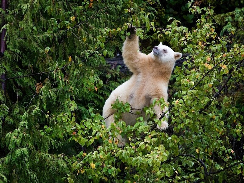 White Bear in Tree — Green, Natural, Photograph