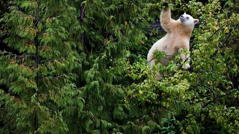 White Bear in Tree — Green, Natural