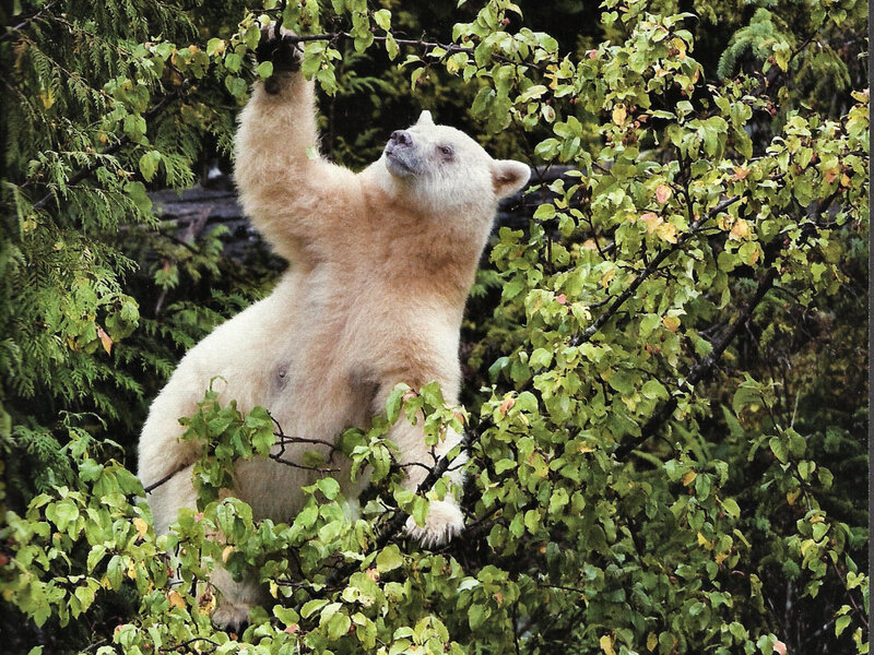 White Bear in Tree — Green