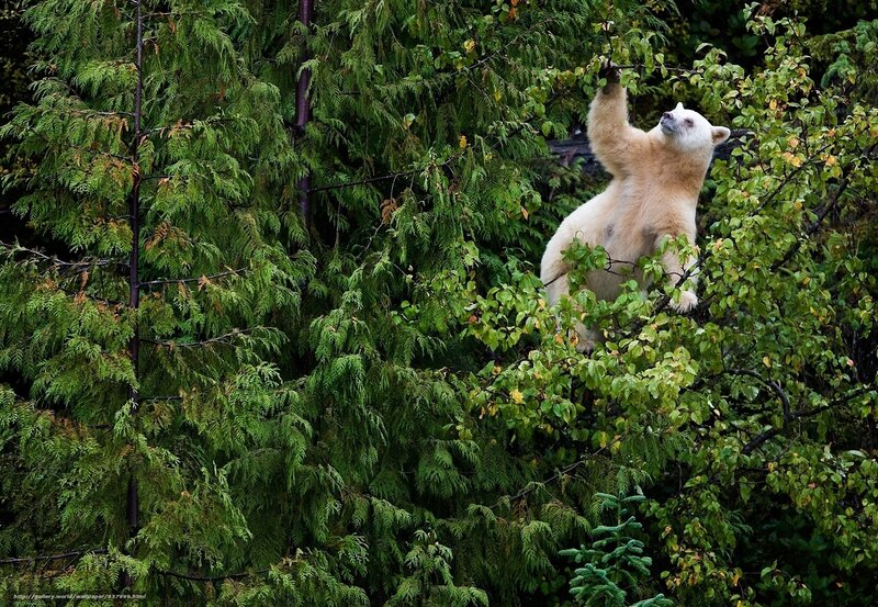 white bear in tree