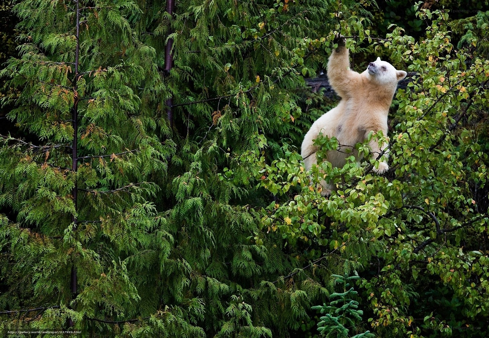 white bear in tree