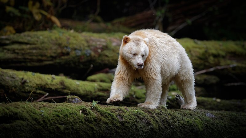 White Bear on Mossy Log