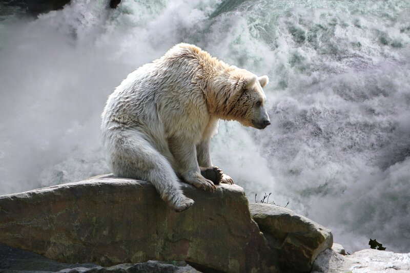 White Bear on Rock