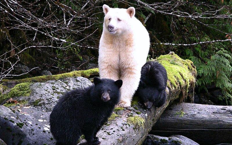 White Bear with Cubs