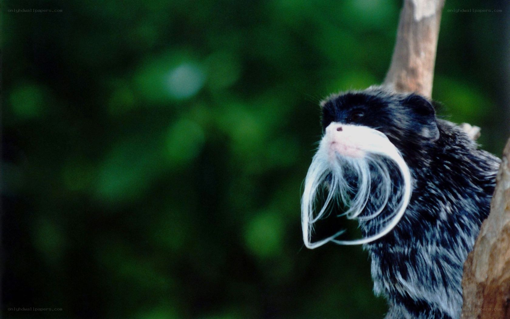 White-bearded marmoset on a branch
