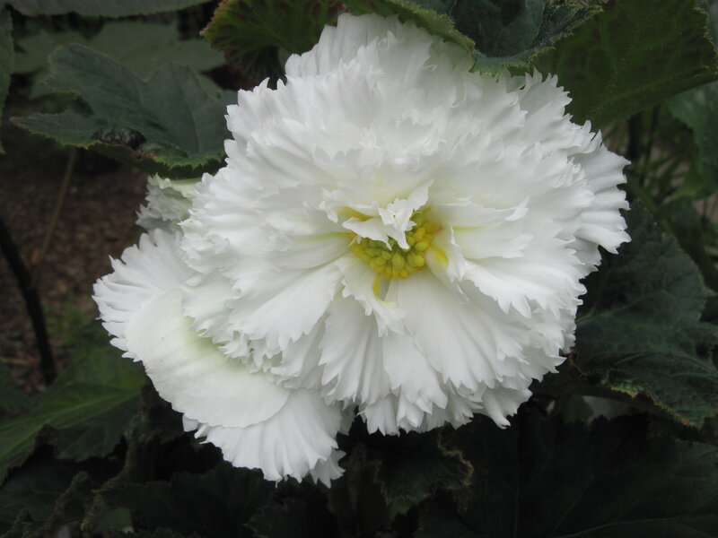 White Begonia Flower — Calm, Photograph