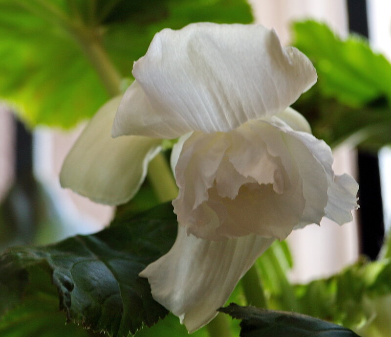 White Begonia Flower — Calm