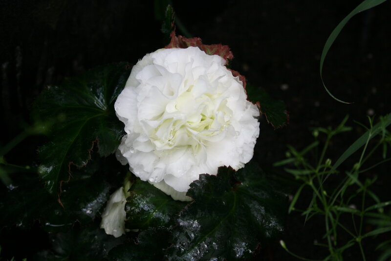 White Begonia Flower — Dramatic