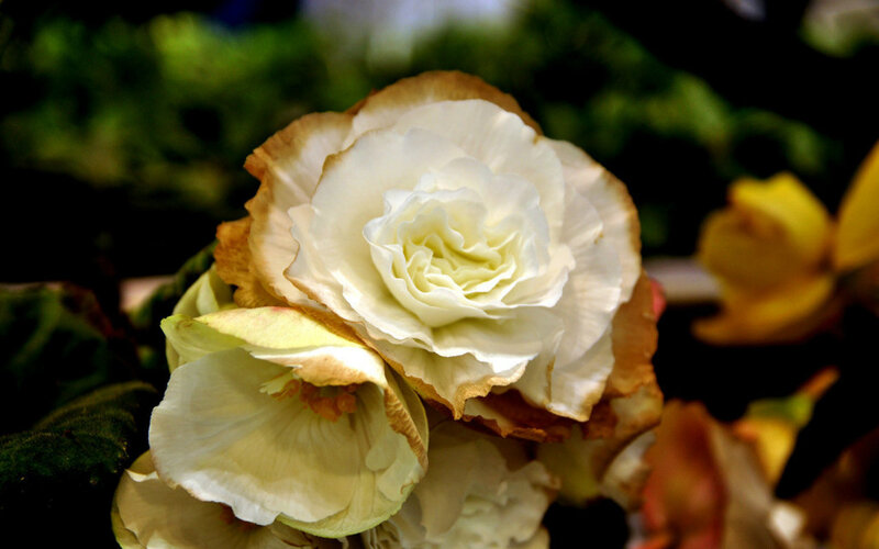 White Begonia Flower — Serene, Photograph