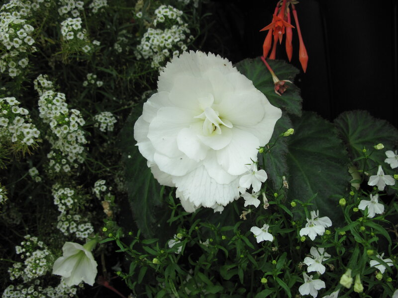 White Begonia Flower — Serene