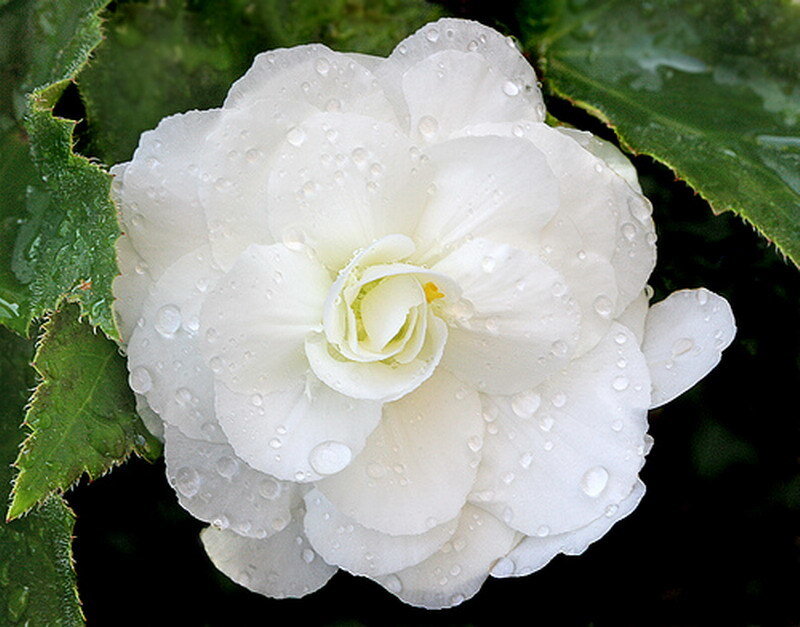 White Begonia Flower