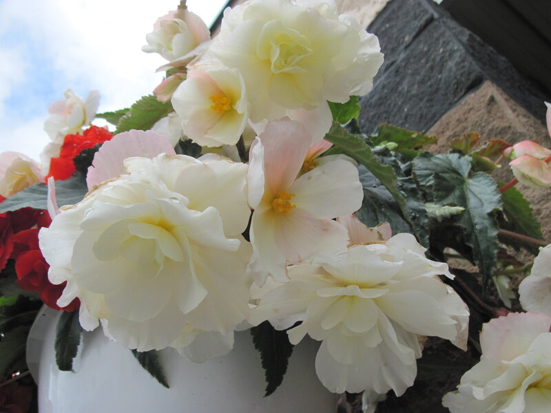 White Begonia Flowers — Calm, Afternoon