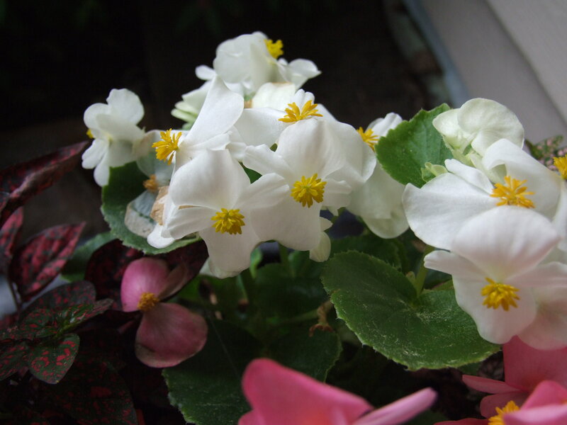 White Begonia Flowers — Calm, Photograph, Green Leaves, Pink Flowers