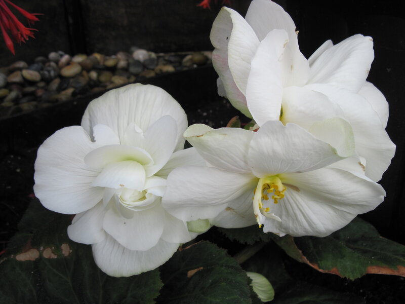 White Begonia Flowers — Calm, Photograph, Green Leaves