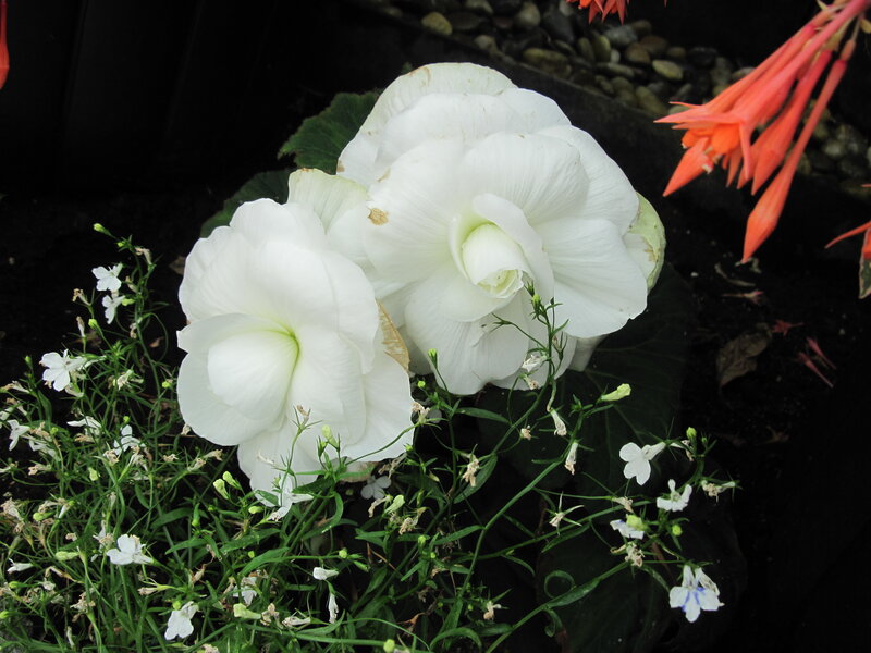 White Begonia Flowers — Calm, Photograph, Small White Flowers