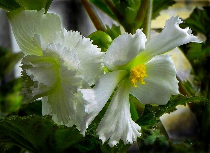 White Begonia Flowers — Calm, Photograph