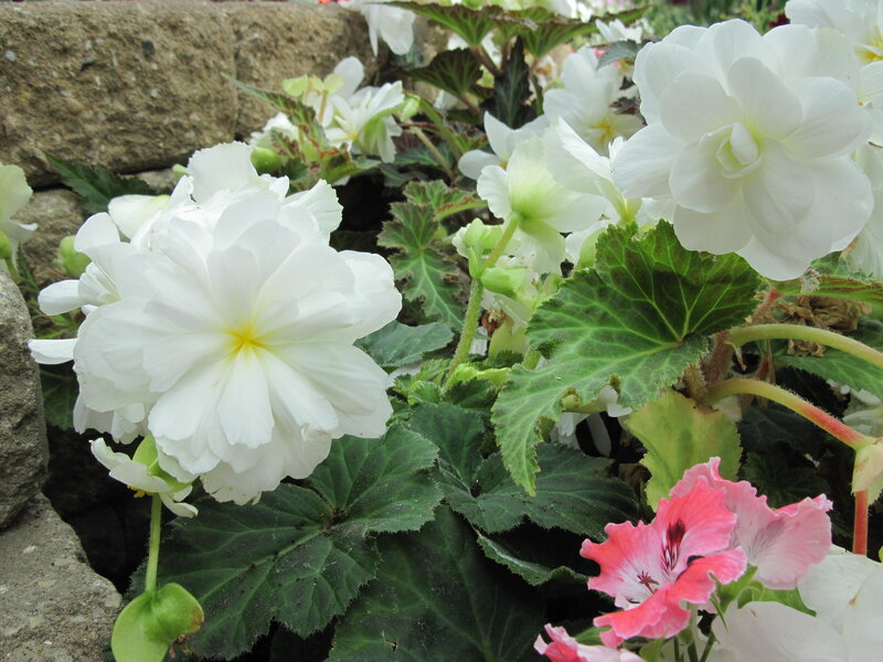 White Begonia Flowers — Calm, Spring