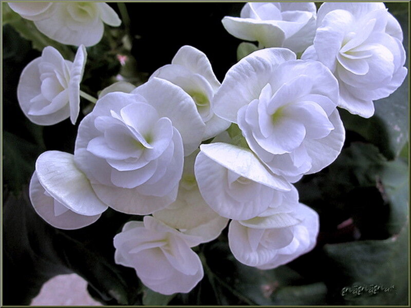White Begonia Flowers — Calm