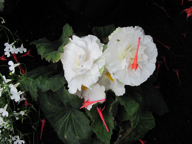 White Begonia Flowers — Dramatic