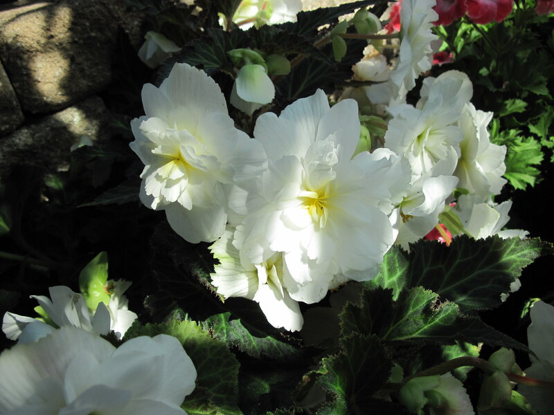 White Begonia Flowers — Serene, Afternoon