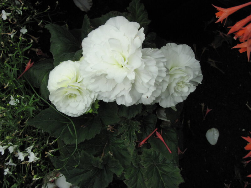 White Begonia Flowers — Serene, Photograph
