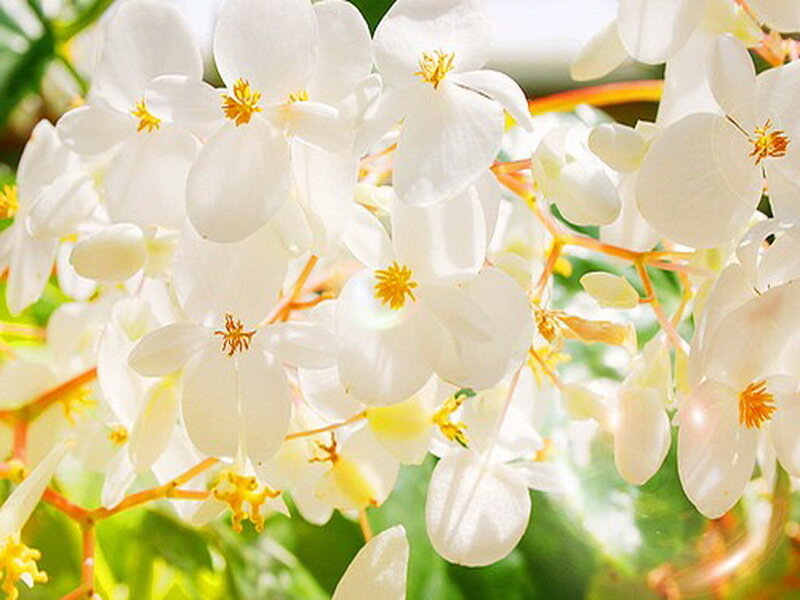 White Begonia Flowers — Serene