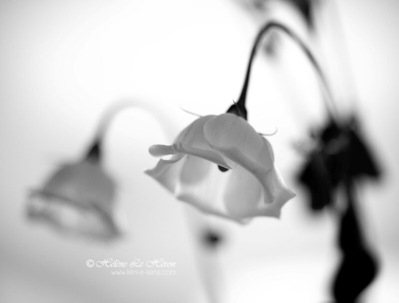 White Bell Flowers