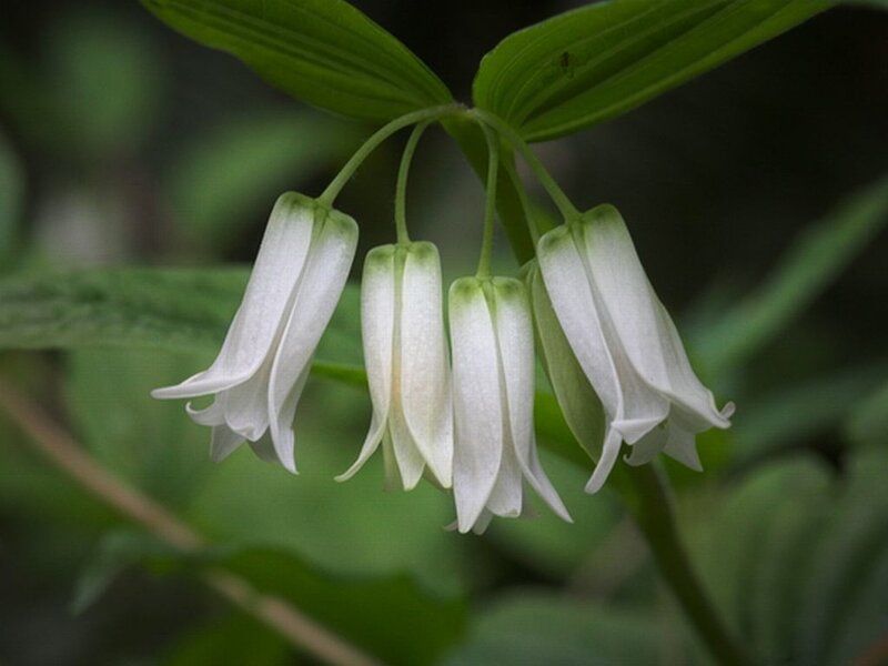 White Bell-shaped Flowers — Calm