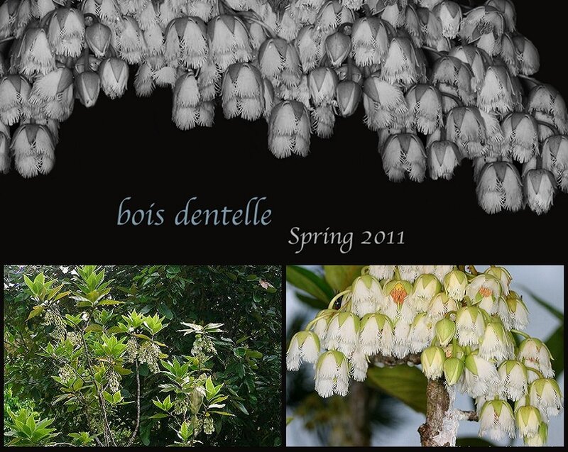 White Bell-shaped Flowers — Green