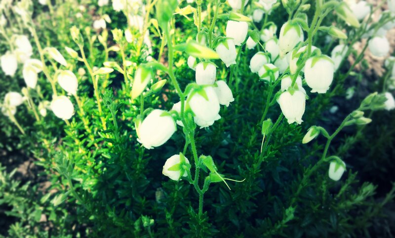 White bell-shaped flowers in garden