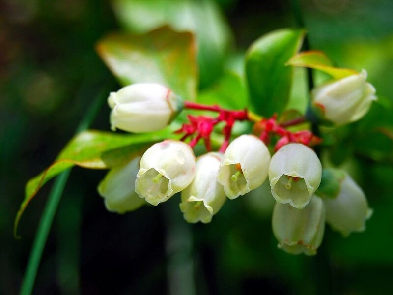 white bell-shaped flowers on a branch