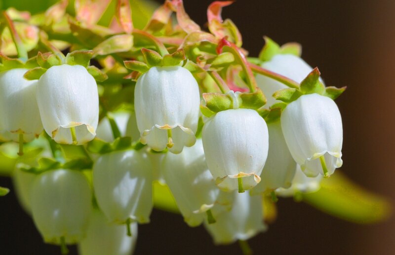 White Bell-shaped Flowers — Serene, Morning