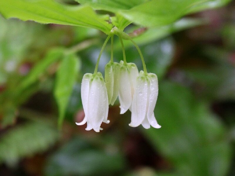 White Bell-shaped Flowers — Serene, Photograph, Green Leaves
