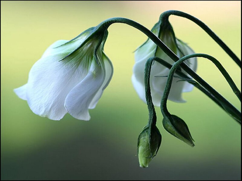 White Bell-shaped Flowers — Serene, Photograph