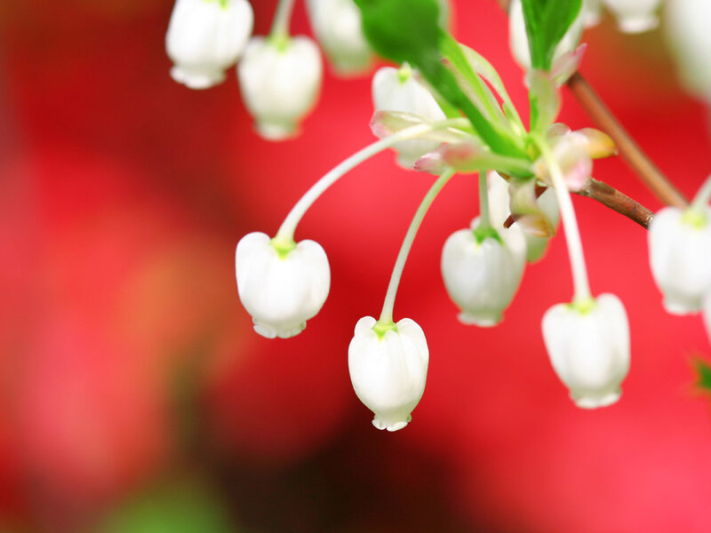 White Bell-shaped Flowers — Serene, Spring