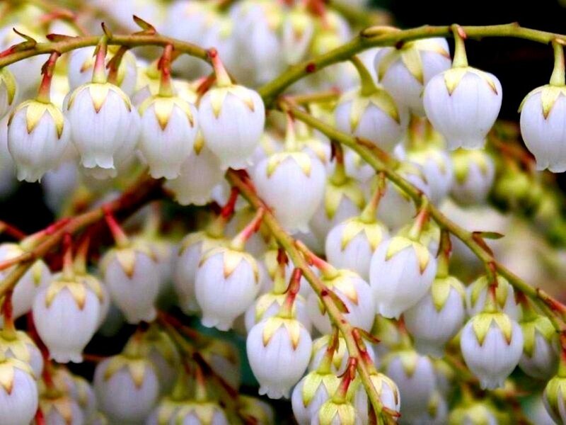 White Bell-shaped Flowers — Serene
