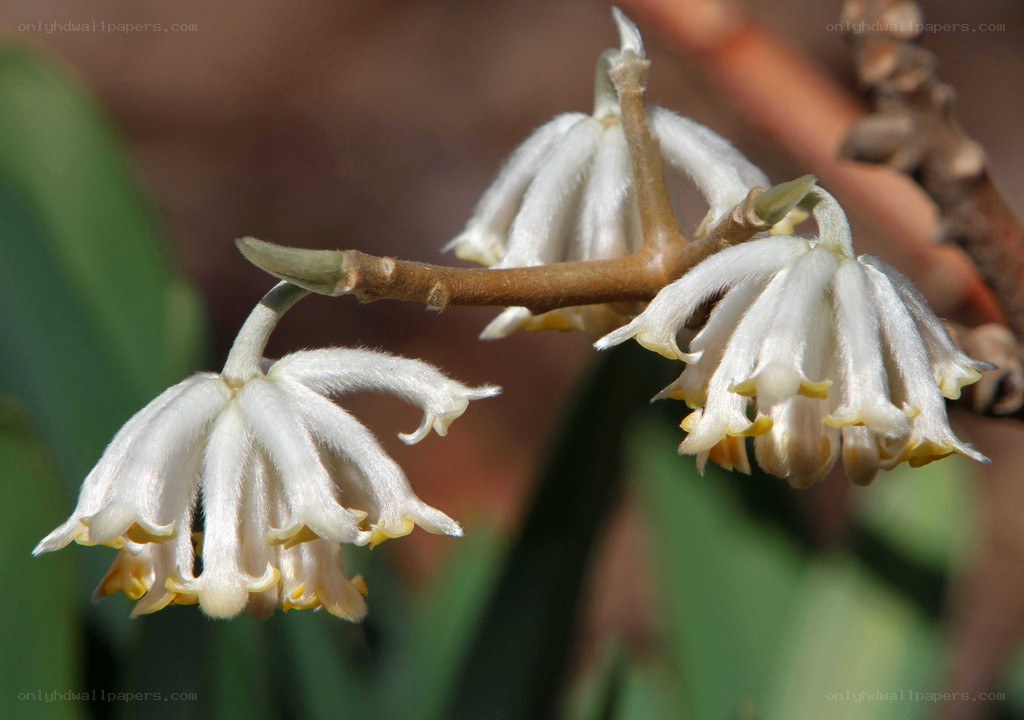 white bell-shaped flowers