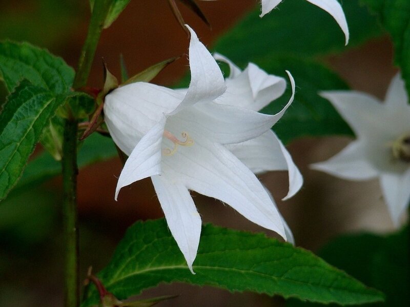 White Bellflower Bloom — Calm