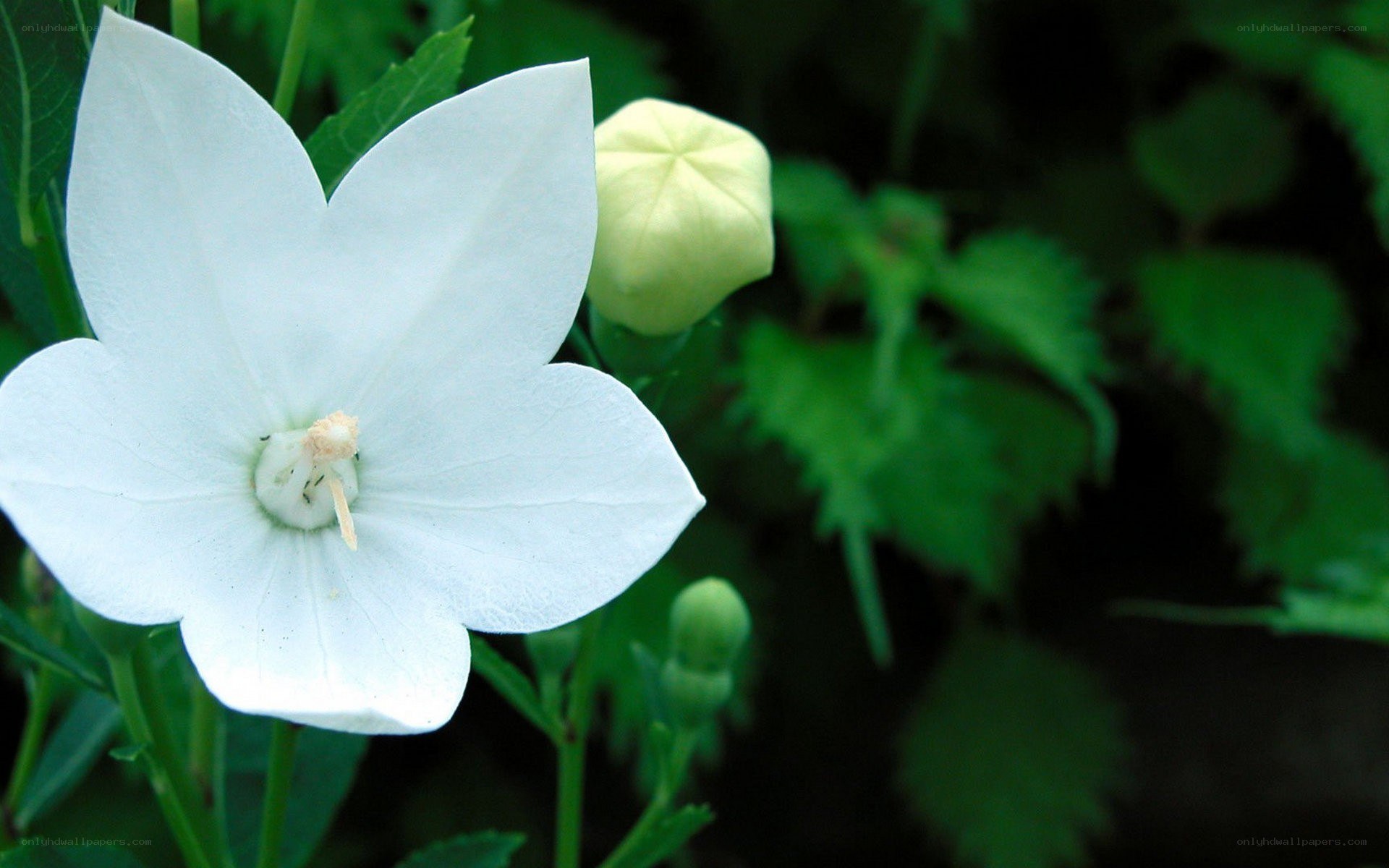 White bellflower in bloom