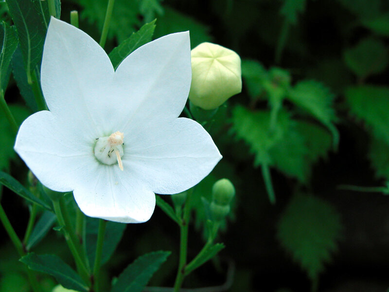 White bellflower in bloom