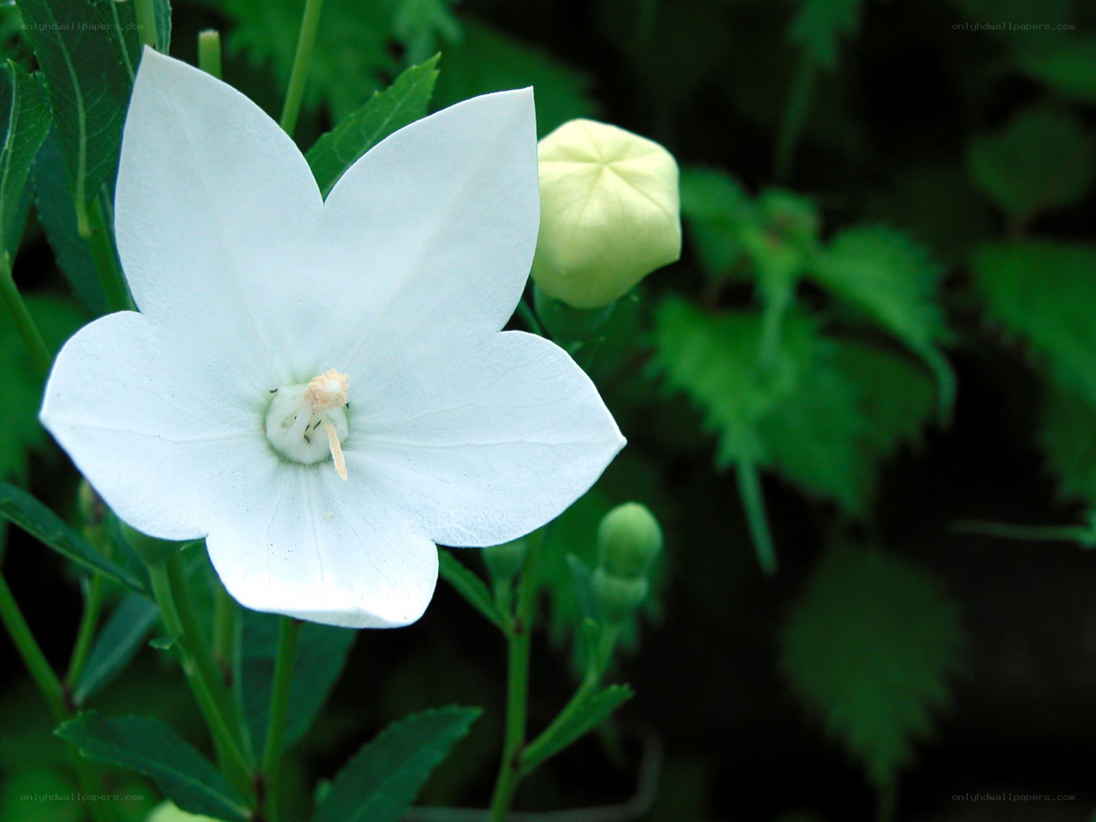 White bellflower in bloom