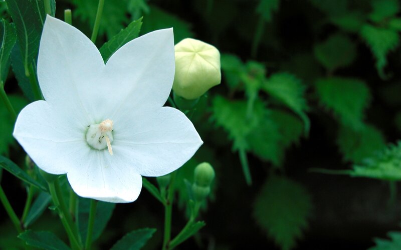 White bellflower in garden
