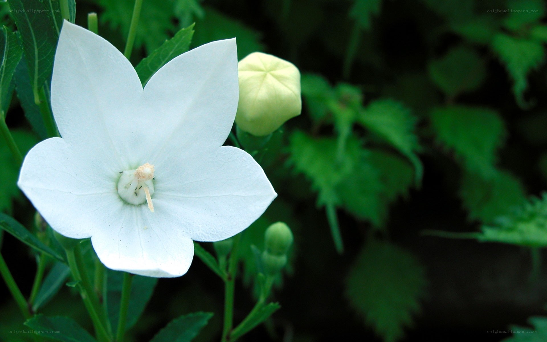 White bellflower in garden
