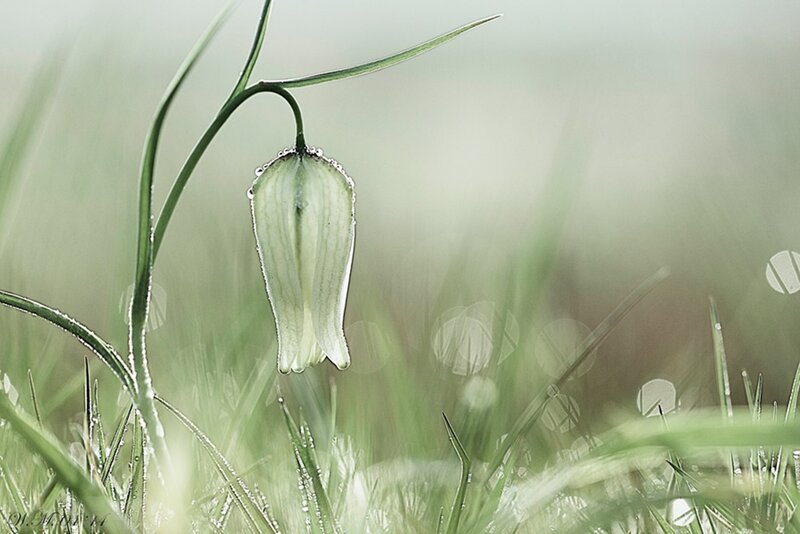White Bellflower in Grass — Green