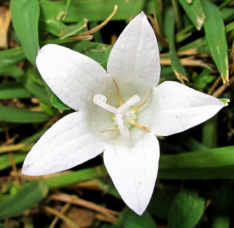 White Bellflower in Grass