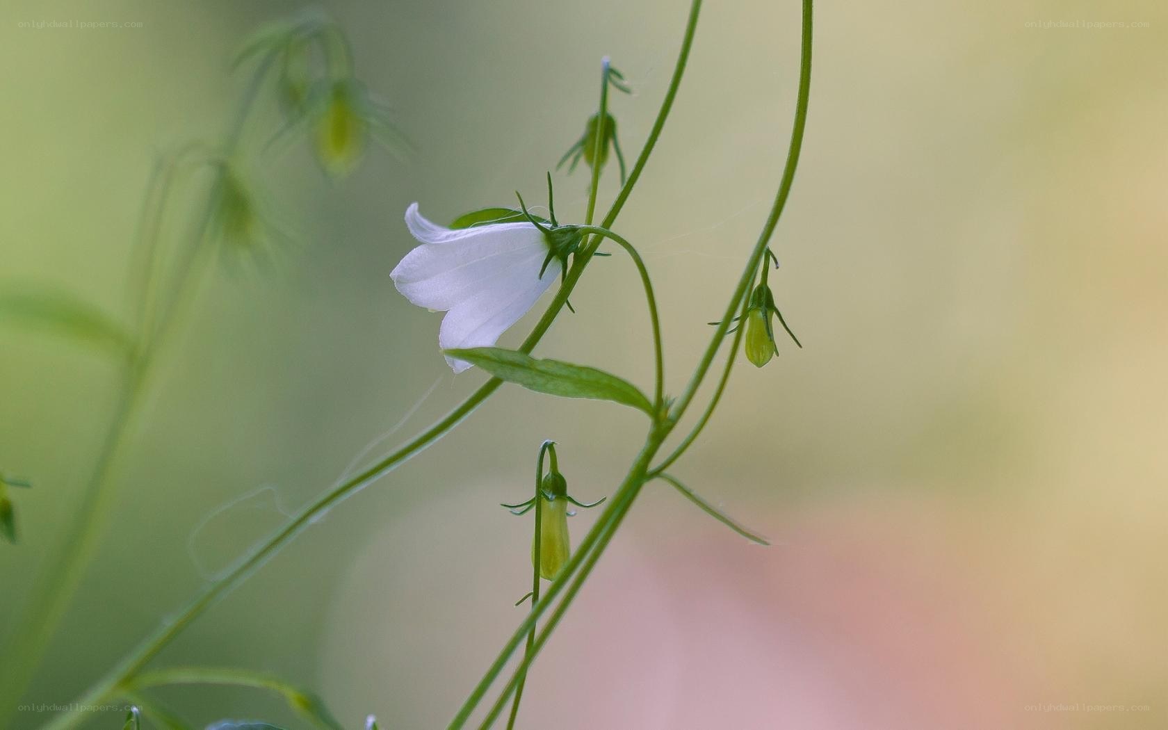White bellflower in soft light