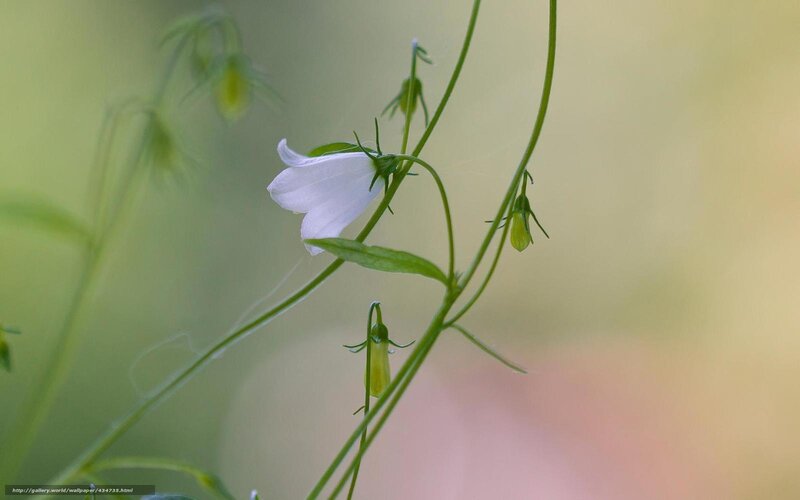 White bellflower in soft light